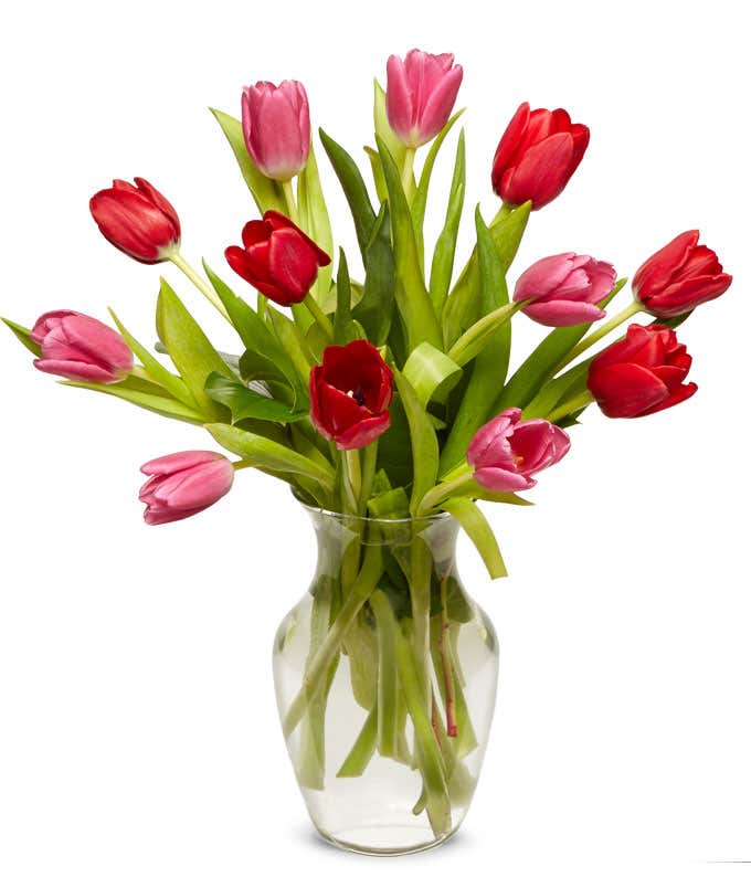 One dozen pink tulips and red tulips are Valentines day flowers