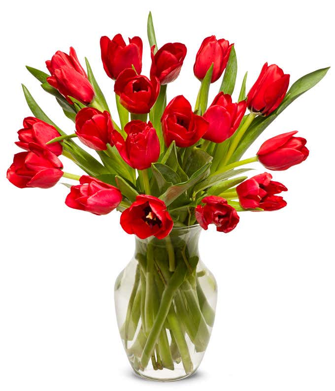 18 red tulips to send to your Valentine
