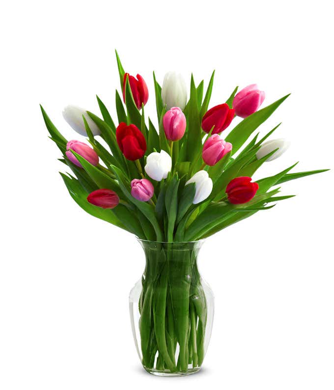 Red, Pink, & White Tulips - 15 Stems