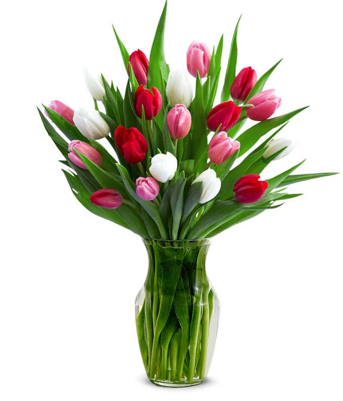 Red, Pink, & White Tulips - 20 Stems
