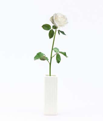 Single White Rose