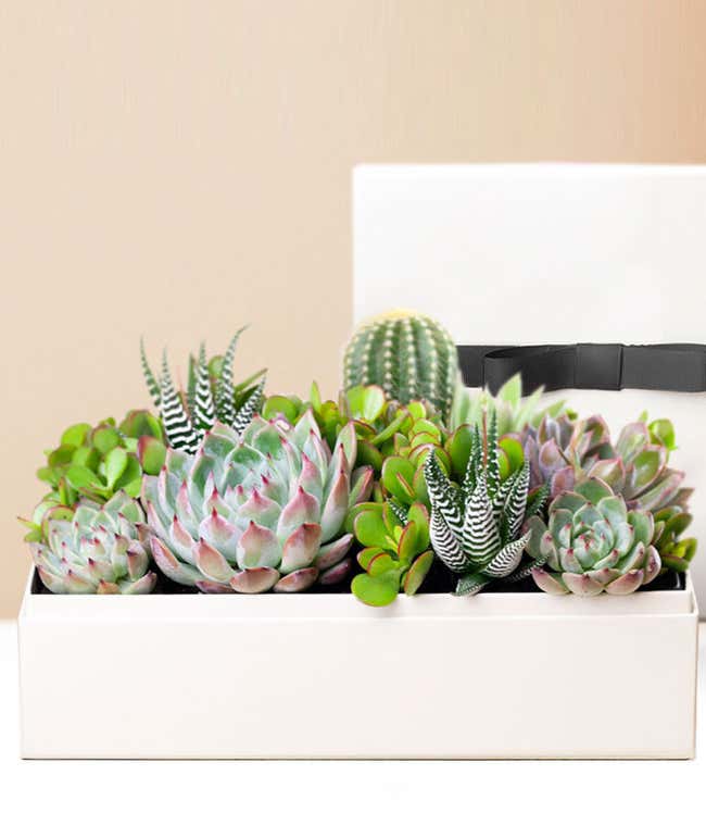 Lula's Garden &reg; Lush Succulent Gift