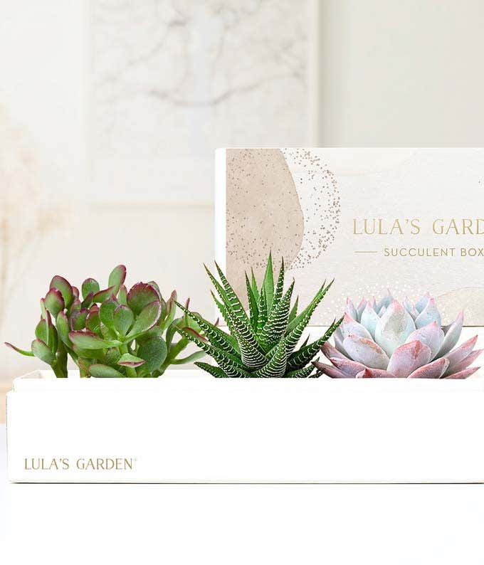 Lula's Garden  Deluxe Verdant Gift Box