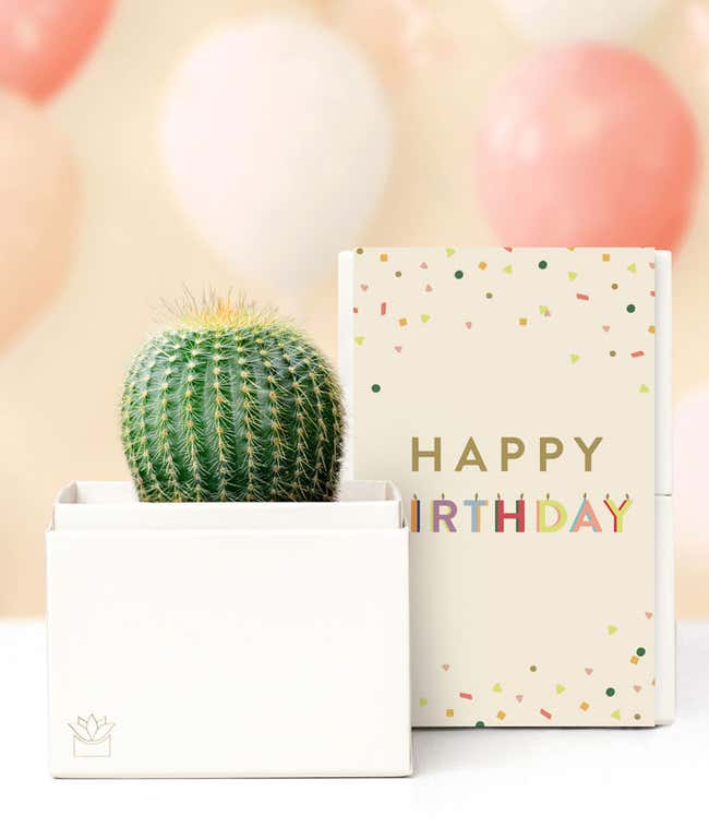 Lula's Garden &reg; Birthday Cactus Succulent Box