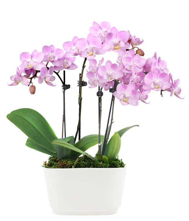 Fantasy Pink Mini Orchids