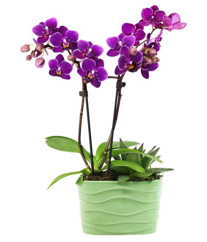 Vibrant Mini Orchid & Succulent Planter 