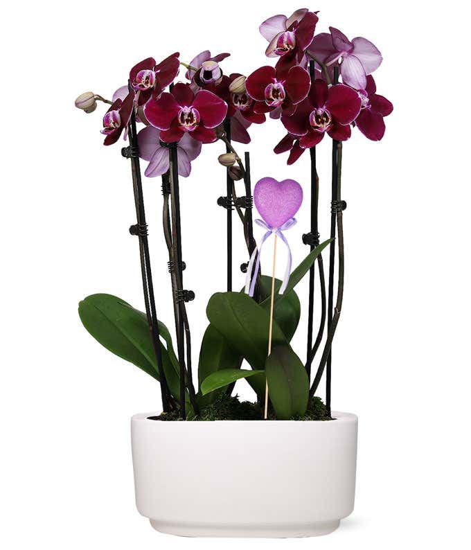 three purple orchid plants in a white planter with a purple heart pick
