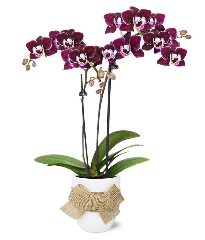 three purple orchid plants in a white planter with a burlap bow around the container