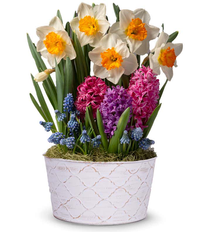 Daffodils, pink and purple hyacinth, and blue muscari in a white tin container