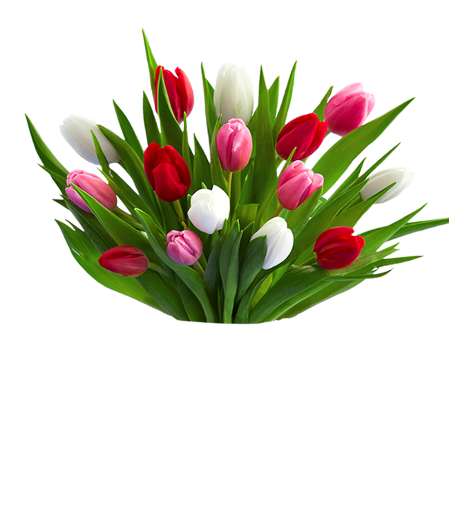 Partial image of Red, Pink, &amp; White Tulips - 15 Stems without vase